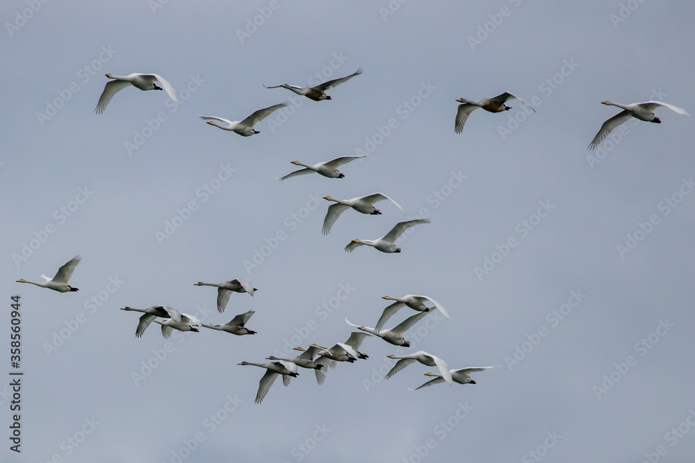 Flock of geese flying south against a grey sky