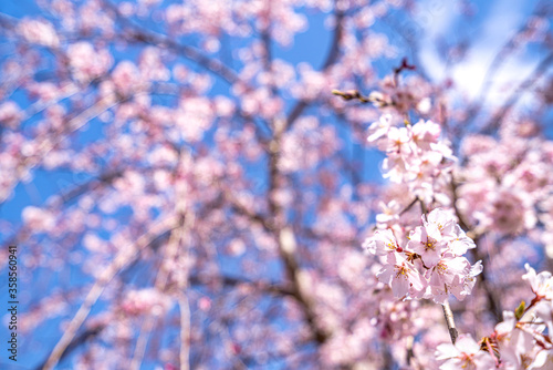 【春イメージ】桜と青空背景 © travel
