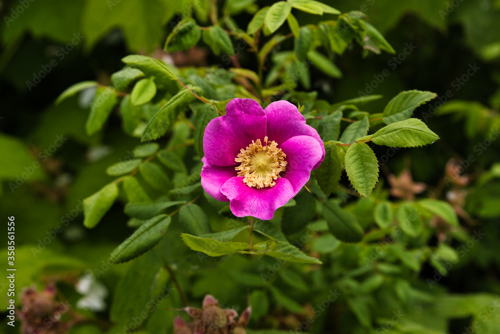 flower flower