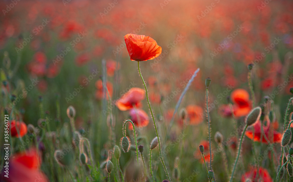 Obraz premium Red poppies. Buds of wildflowers and garden flowers. Red poppy blossoms. Field of poppies. Background for postcards. Nature in the summer. Sunset sun. Copy space