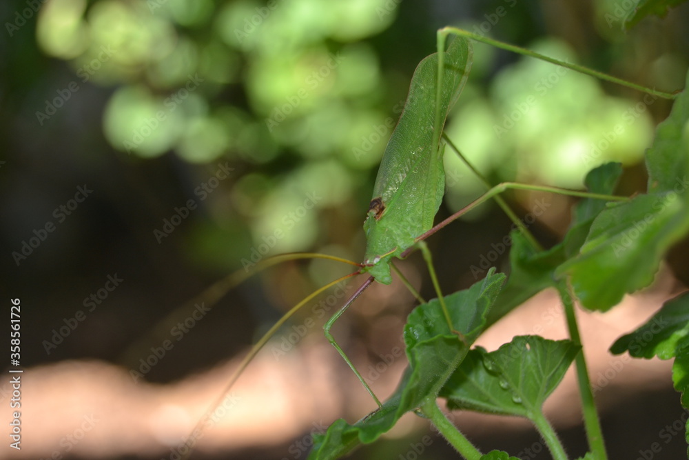 Grasshopper Tettigonia viridissima - Çekirge Grasshopper Tettigonia viridissima - Çekirge