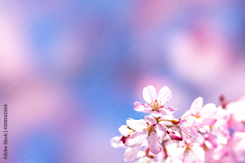【春イメージ】桜と青空背景
