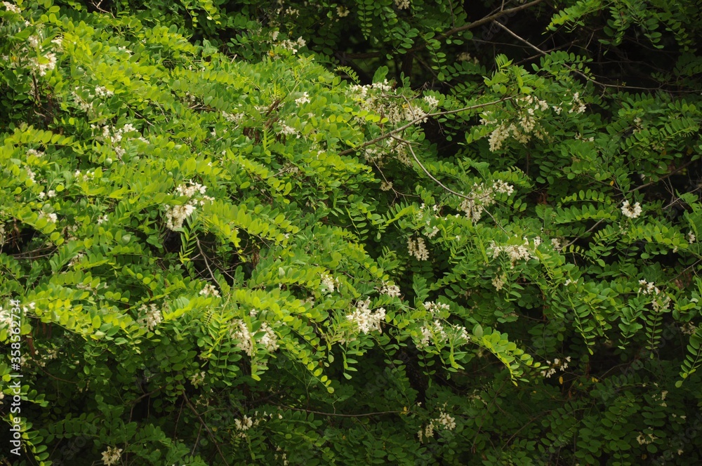 Acacia branches with green leaves and white flowers Acacia branches with green leaves and white flowers