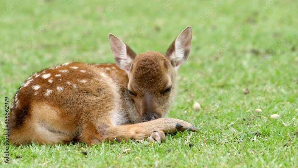 baby deer take a nap on the short green grass field baby deer take a nap on the short green grass field
