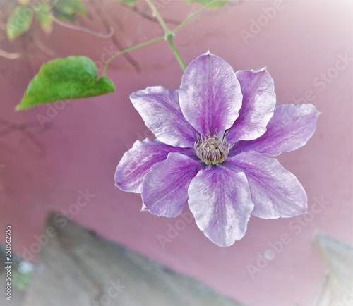 close up of pink and white clematis flower against a pink wall 