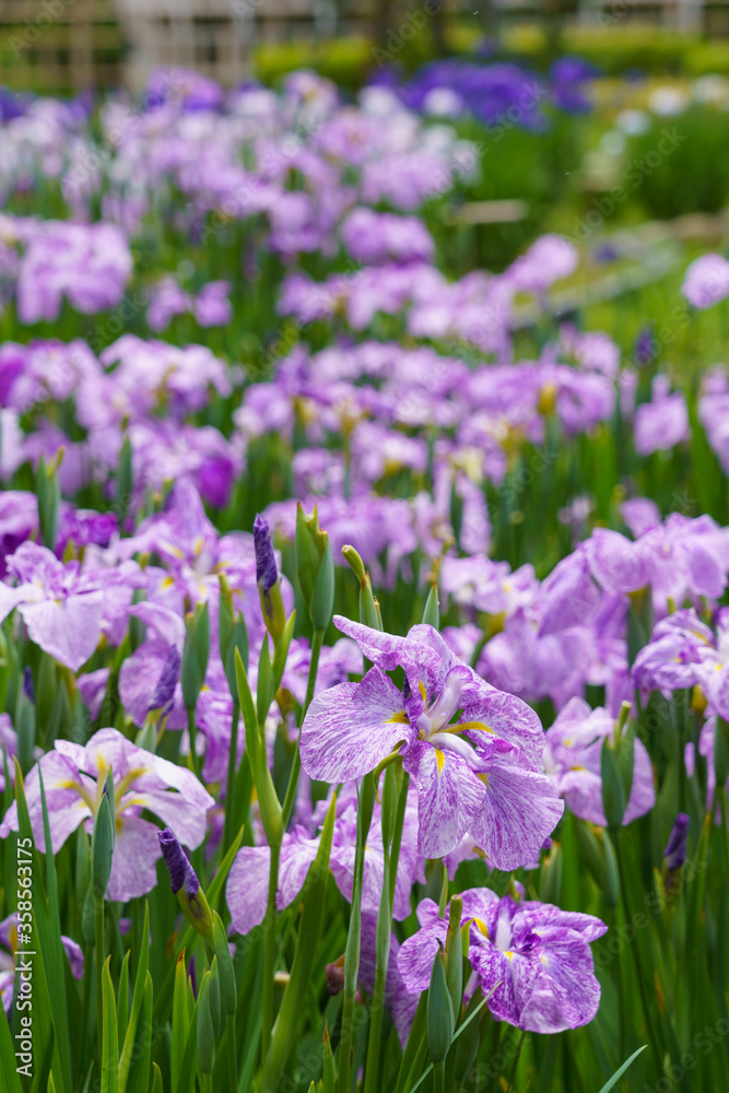 花菖蒲