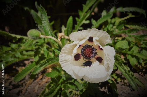 White poppy in sunshine 