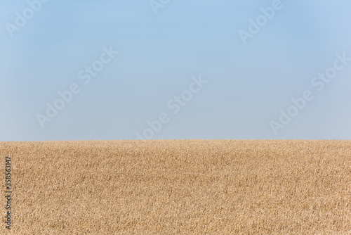golden wheat field against blue and clear sky