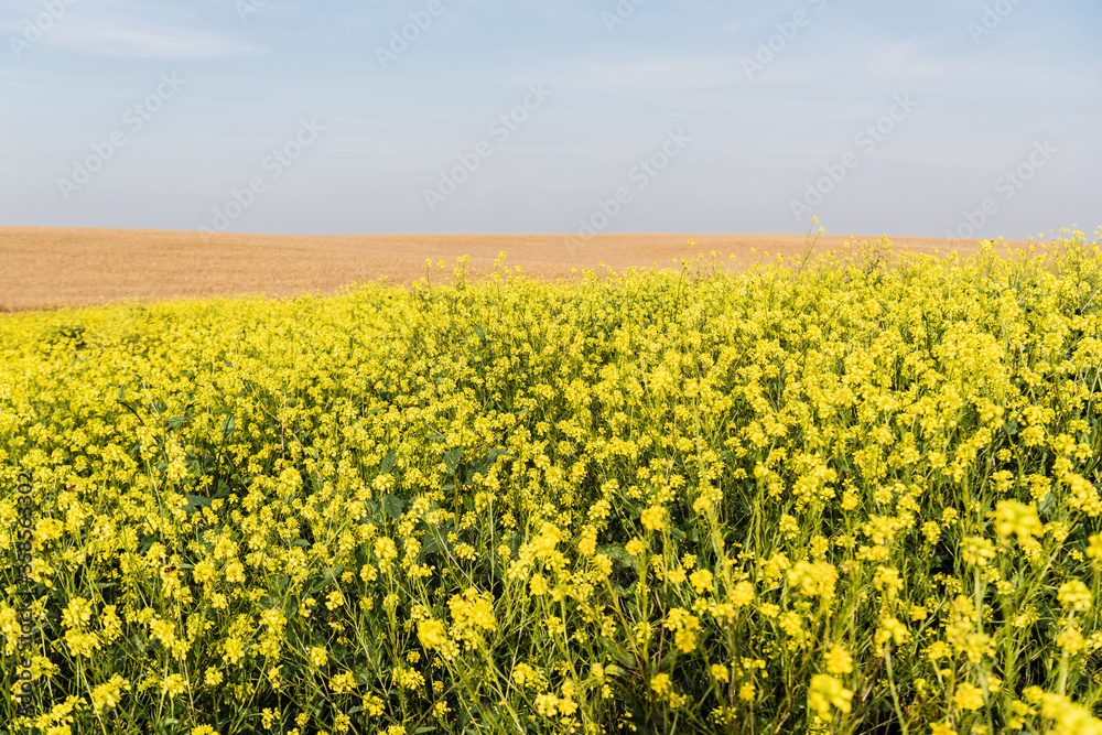 yellow flowers blossoming near golden field