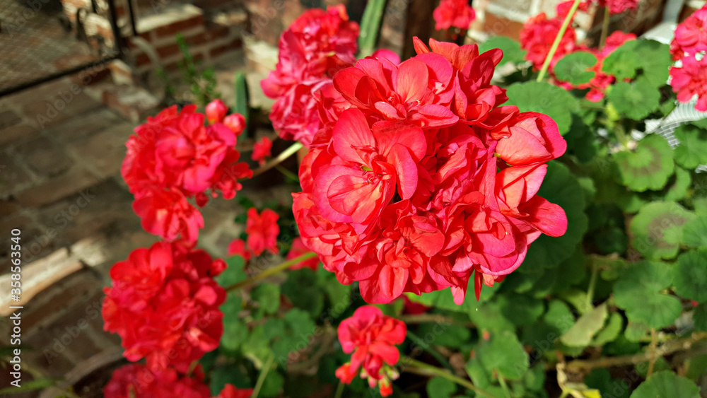 Red geranium flowers in Jeju Island, Korea Red geranium flowers in Jeju Island, Korea