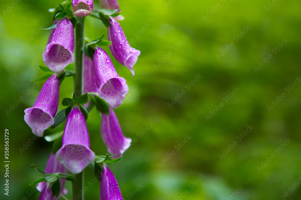 Purple Bell Flowers Foxglove Flowering isolated on green. Purple Bell Flowers Foxglove Flowering isolated on green.