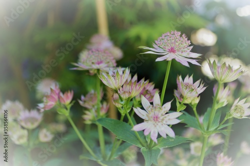 pink pincushion flowers on a green background