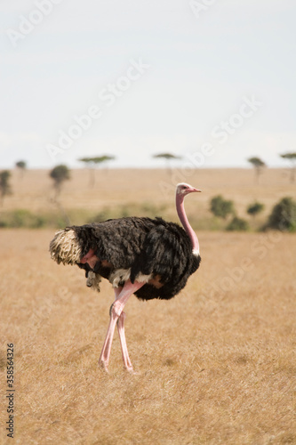 Ostrich walking on the arid grasslands of the Maasai Mara, Kenya