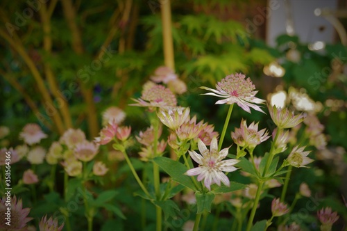 Pink pincushion flowers 