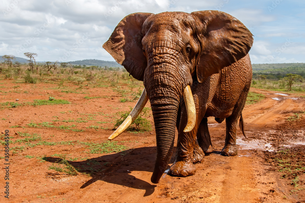 Close encounter with an Elephant bull walking  in Zimanga Game Reserve in Kwa Zulu Natal in South Africa - obrazy, fototapety, plakaty 