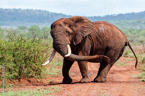 Close encounter with an Elephant bull walking  in Zimanga Game Reserve in Kwa Zulu Natal in South Africa © henk bogaard