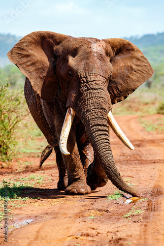 Photography Close encounter with an Elephant bull walking  in Zimanga Game Reserve in Kwa Zu