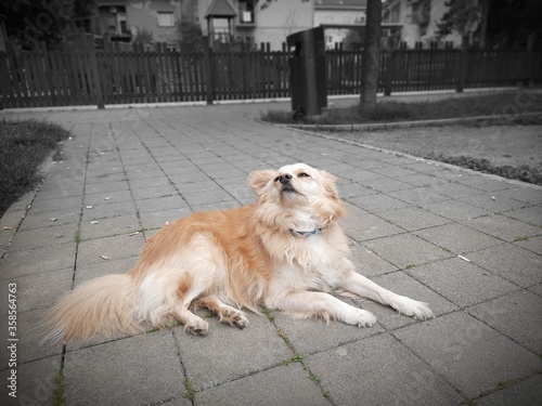The queen of the pavement - dog relaxing near the empty park during COVID-19 pandemic