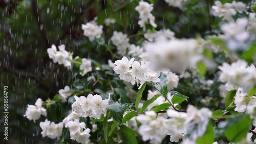 Video with white flowers of a jasmine bush on a background of green leaves and grass on a rainy day. Summer time. Fresh flowers after the rain.