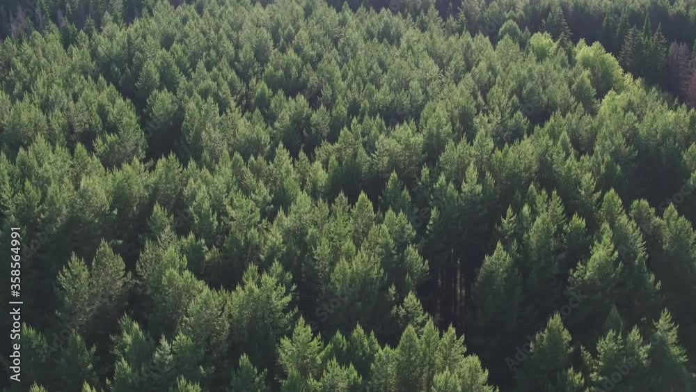 Aerial view of green conifers trees in countryside woodland. Drone zoom out spins above colorful texture in nature. Aerial drone view of big dense forest with green vegetation in countryside. Aerial view of green conifers trees in countryside woodland. Drone zoom out spins above colorful texture in nature. Aerial drone view of big dense forest with green vegetation in countryside.