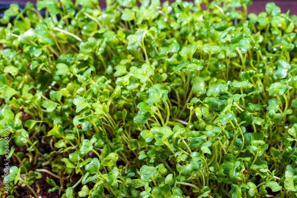 Close-up of broccoli microgreens in the black box. Sprouting Microgreens. Seed Germination at home. Vegan and healthy eating concept. Sprouted broccoli Seeds, Micro greens. Growing sprouts. Close-up of broccoli microgreens in the black box. Sprouting Microgreens. Seed Germination at home. Vegan and healthy eating concept. Sprouted broccoli Seeds, Micro greens. Growing sprouts.