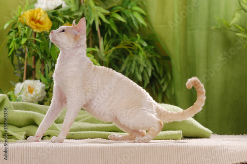 Cornish rex cat indoor