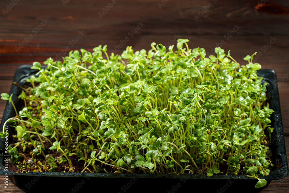 Close-up of broccoli microgreens in the black box. Sprouting Microgreens. Seed Germination at home. Vegan and healthy eating concept. Sprouted broccoli Seeds, Micro greens. Growing sprouts. Close-up of broccoli microgreens in the black box. Sprouting Microgreens. Seed Germination at home. Vegan and healthy eating concept. Sprouted broccoli Seeds, Micro greens. Growing sprouts.