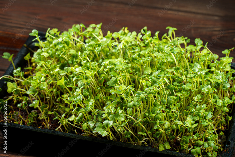 Close-up of broccoli microgreens in the black box. Sprouting Microgreens. Seed Germination at home. Vegan and healthy eating concept. Sprouted broccoli Seeds, Micro greens. Growing sprouts.