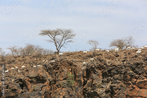 Aerial view of a herd of goats in the Great Rift Valley in Kenya. The Great Rift Valley is part of an intra-continental ridge system that runs through Kenya from north to south.  photo