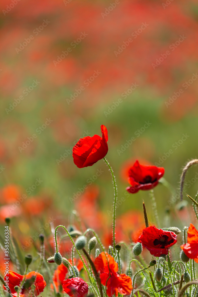 red poppy field red poppy field
