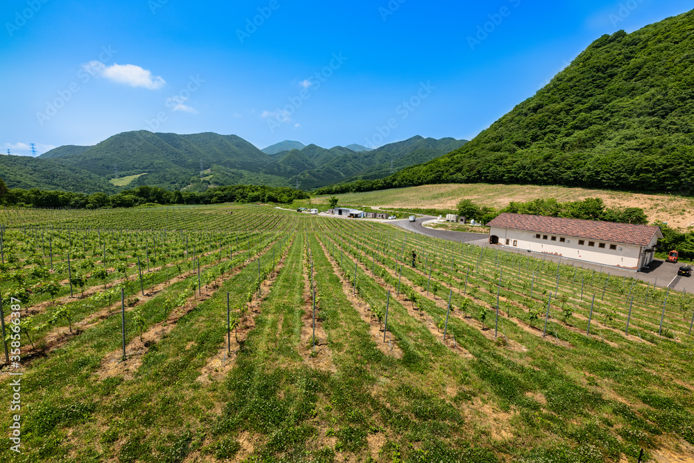 日本　春のワイナリーのぶどう畑と醸造所
