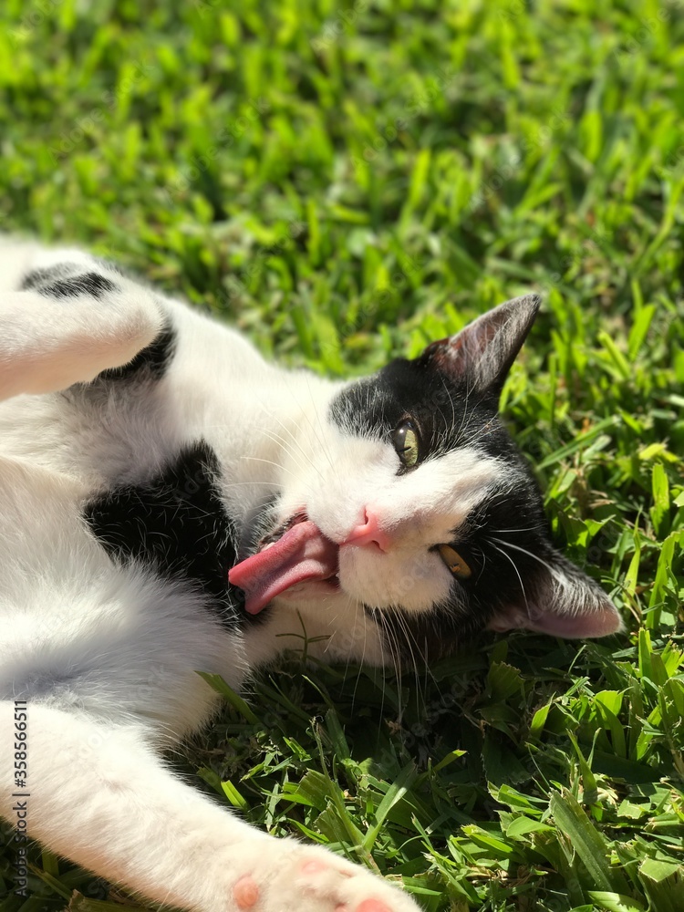 Fotos de mi gato posando en el jardin Fotos de mi gato posando en el jardin