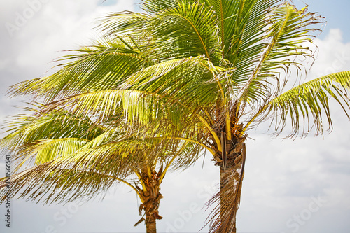 coconut palm tree