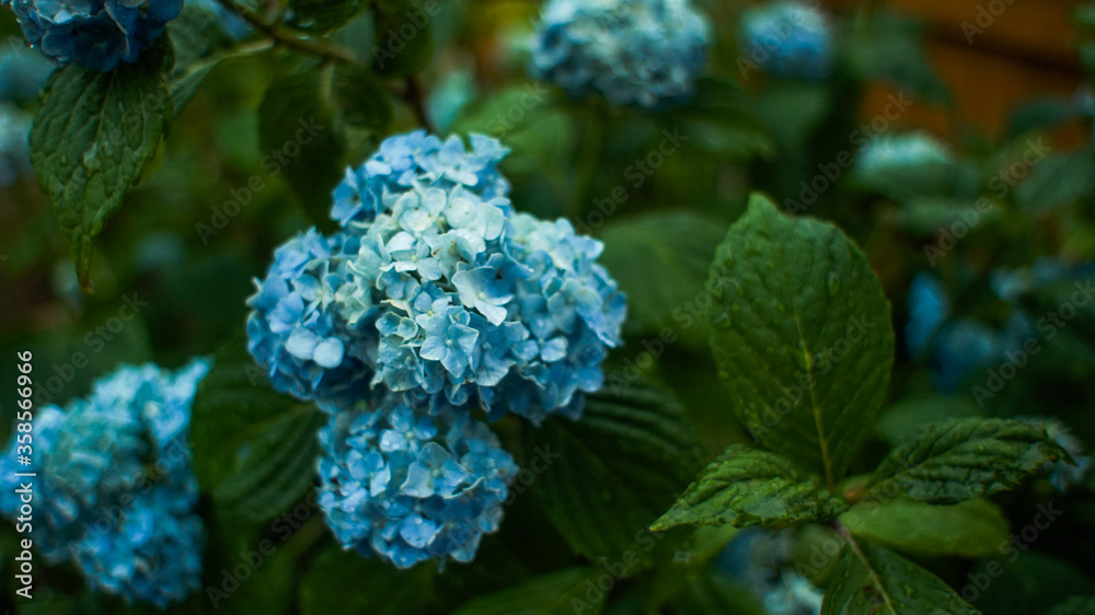 Blue Hydrangea Shrub Wet in the Rain Blue Hydrangea Shrub Wet in the Rain