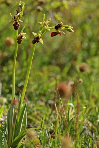 Billede på lærred Hybride zwischen Hummel- und Fliegenragwurz (Ophrys holoserica X Ophrys insectifera oder auch Ophrys x devenensis)