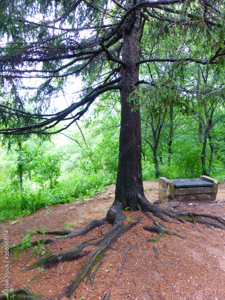 Trees in Kislovodsk national Park Trees in Kislovodsk national Park