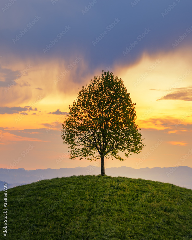 Obraz premium Tree