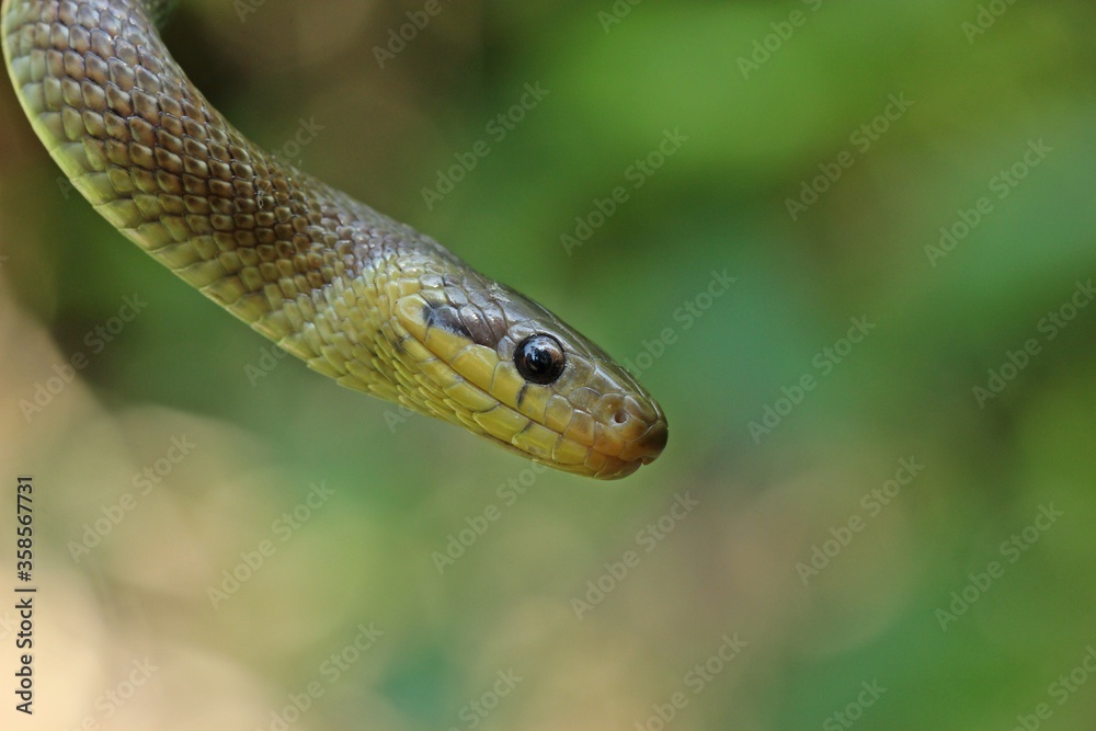 Fototapeta premium Subadulte Äskulapnatter (Zamenis longissimus)