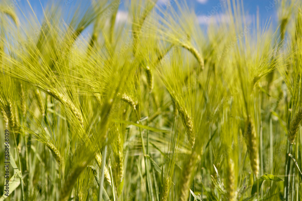 Grows harvest field and agricultural grain Grows harvest field and agricultural grain