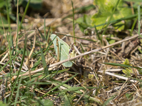 Brimstone Buterfly Resting 