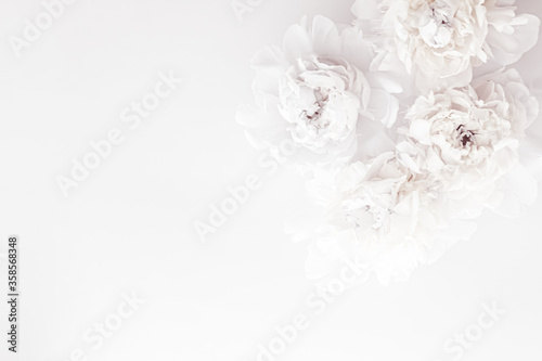 Fototapeta Naklejka Na Ścianę i Meble -  Pure white peony flowers as floral art background, wedding decor and luxury branding design