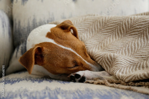 Cute Jack Russell Terrier puppy sleeping curled up in a ball on the arm chair at home. Adorable doggy having a nap in nose-to-tail position. Close up, copy space, background. © Evrymmnt