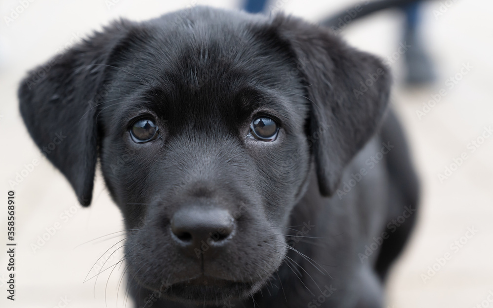 A pure bred black Labrador retriever puppy playing outside A pure bred black Labrador retriever puppy playing outside