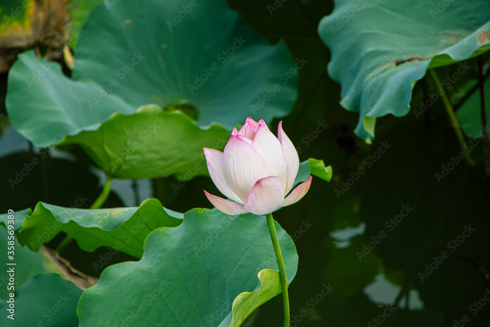 Lotus in the pool