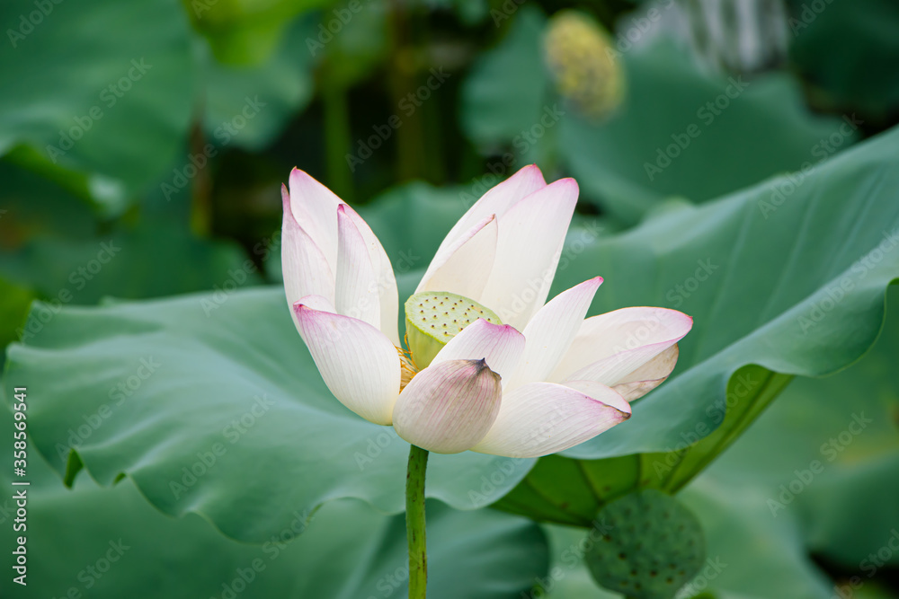 Obraz premium Lotus in the pool