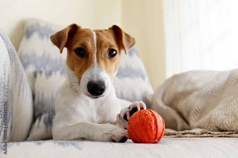 Cute One Year Old Jack Russel Terrier Puppy Folded Ears Stock