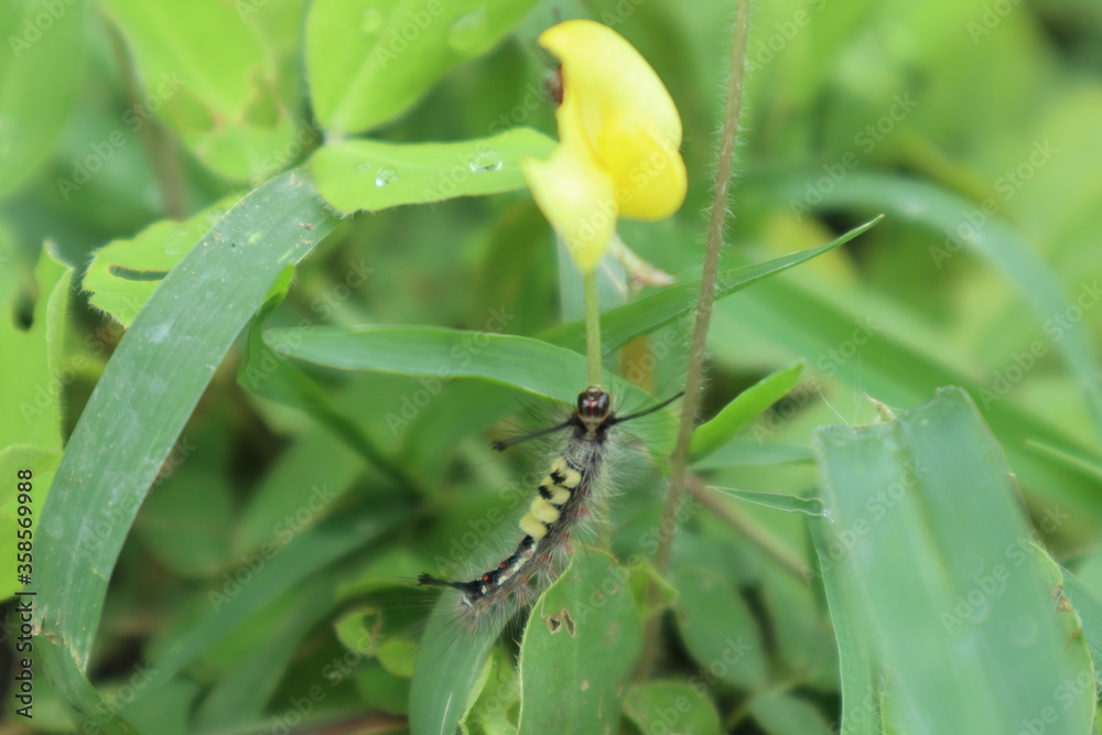 Fototapeta premium Worm on a leaf