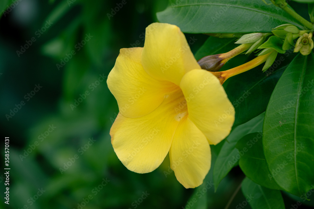 yellow flower