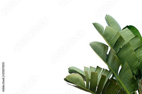 Big green palm leaves over bright background. Freshness concept. photo