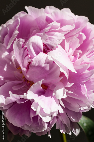 Fototapeta Naklejka Na Ścianę i Meble -  Close-up on peony bloom